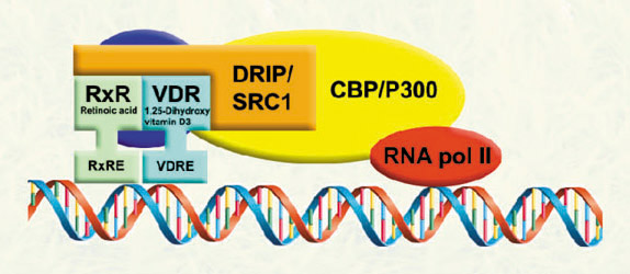 Arnold Group at the University of Wisconsin Milwaukee-Research: VDR-coactivator interactions that activate VDR-mediated transcription